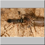 Agenioideus cinctellus - Wegwespe mit Spinne 01k - Sandgrube Niedringhaussee.jpg